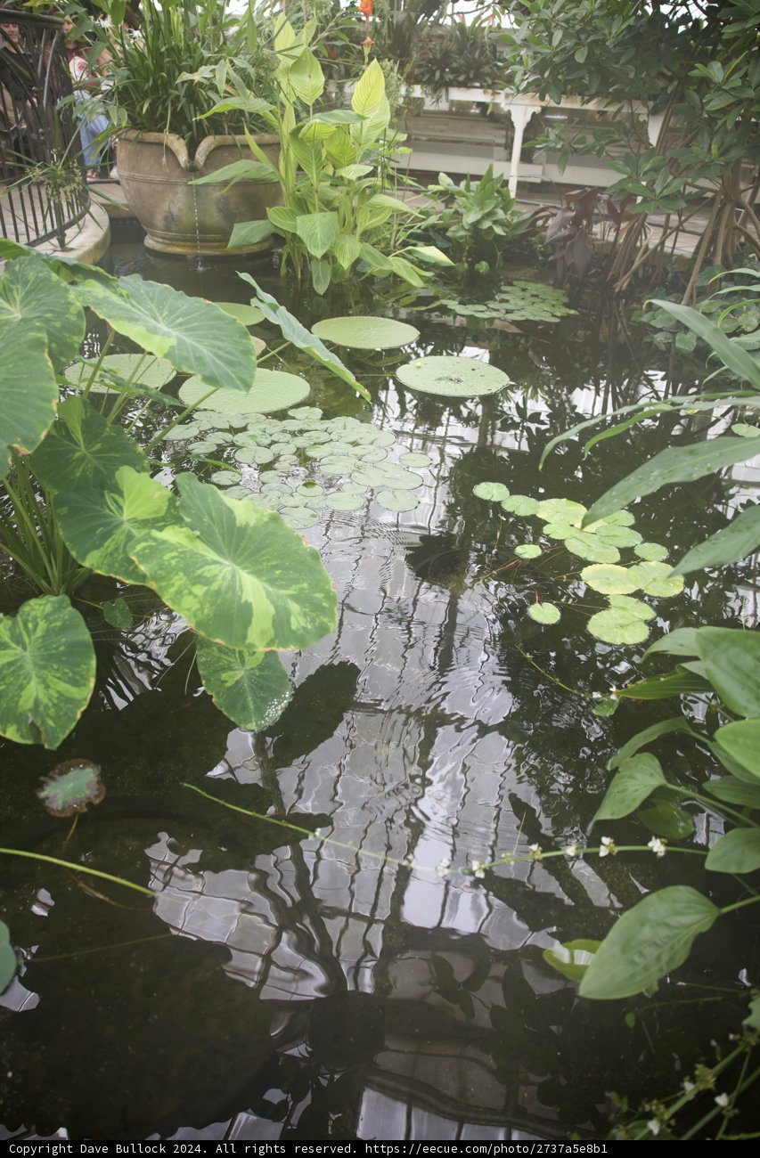Serene Sanctuary: The Lily Pond at Golden Gate Park