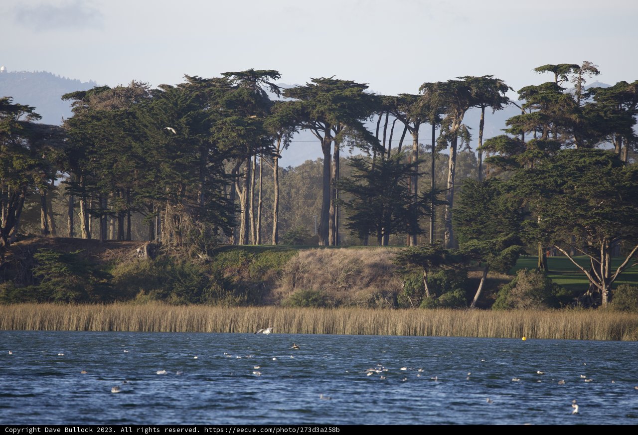 Soaring Symphony: Birds over Lake Merced