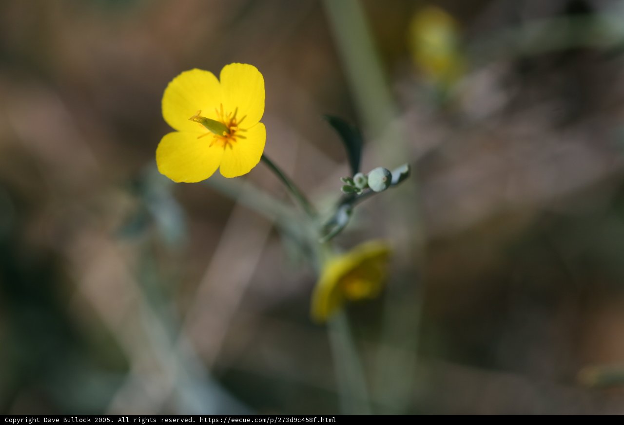 Sunshine Bloom