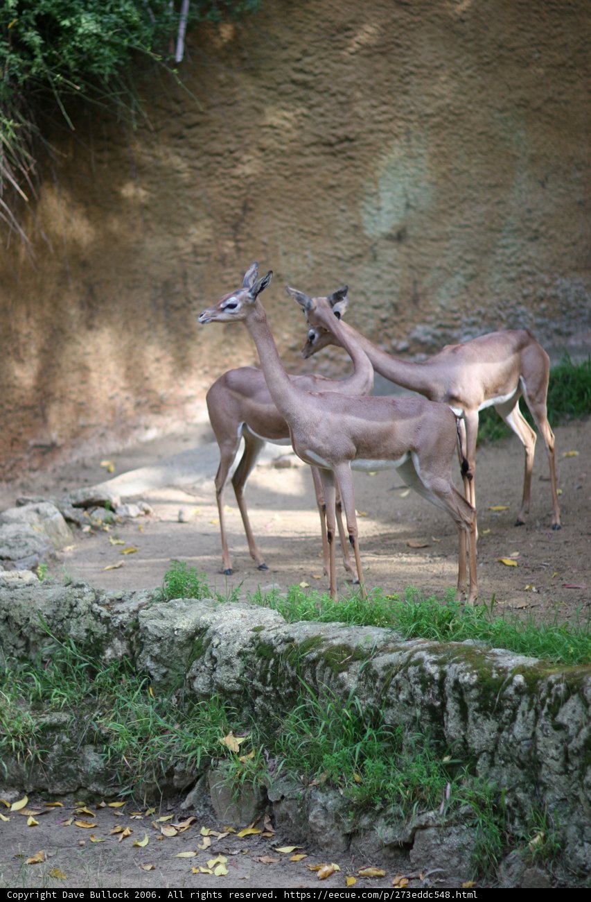 Majestic Impalas and Antelopes at Zoo