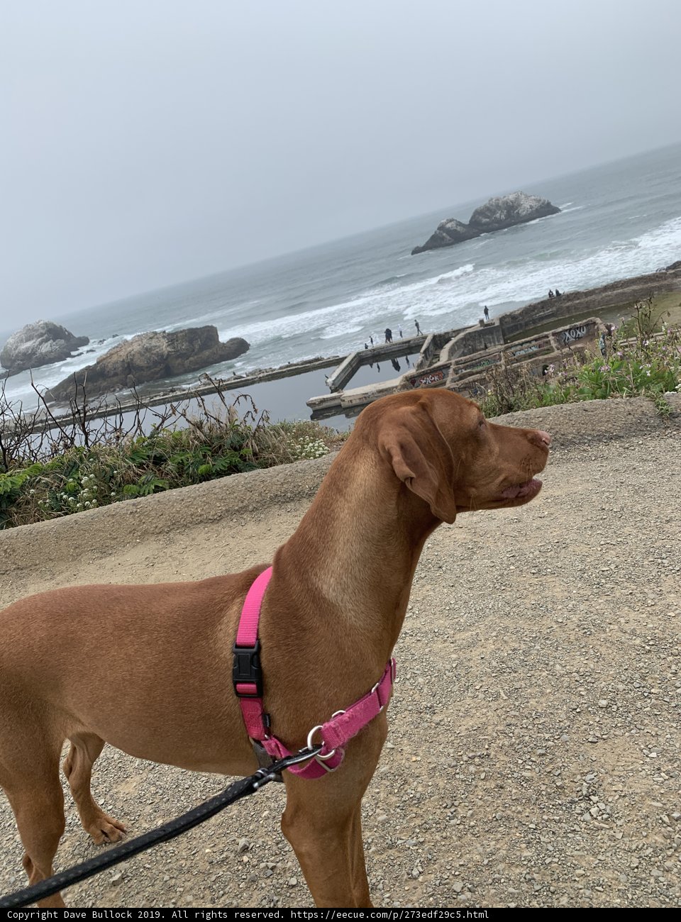 Stylish Pup on a Waterfront Walk