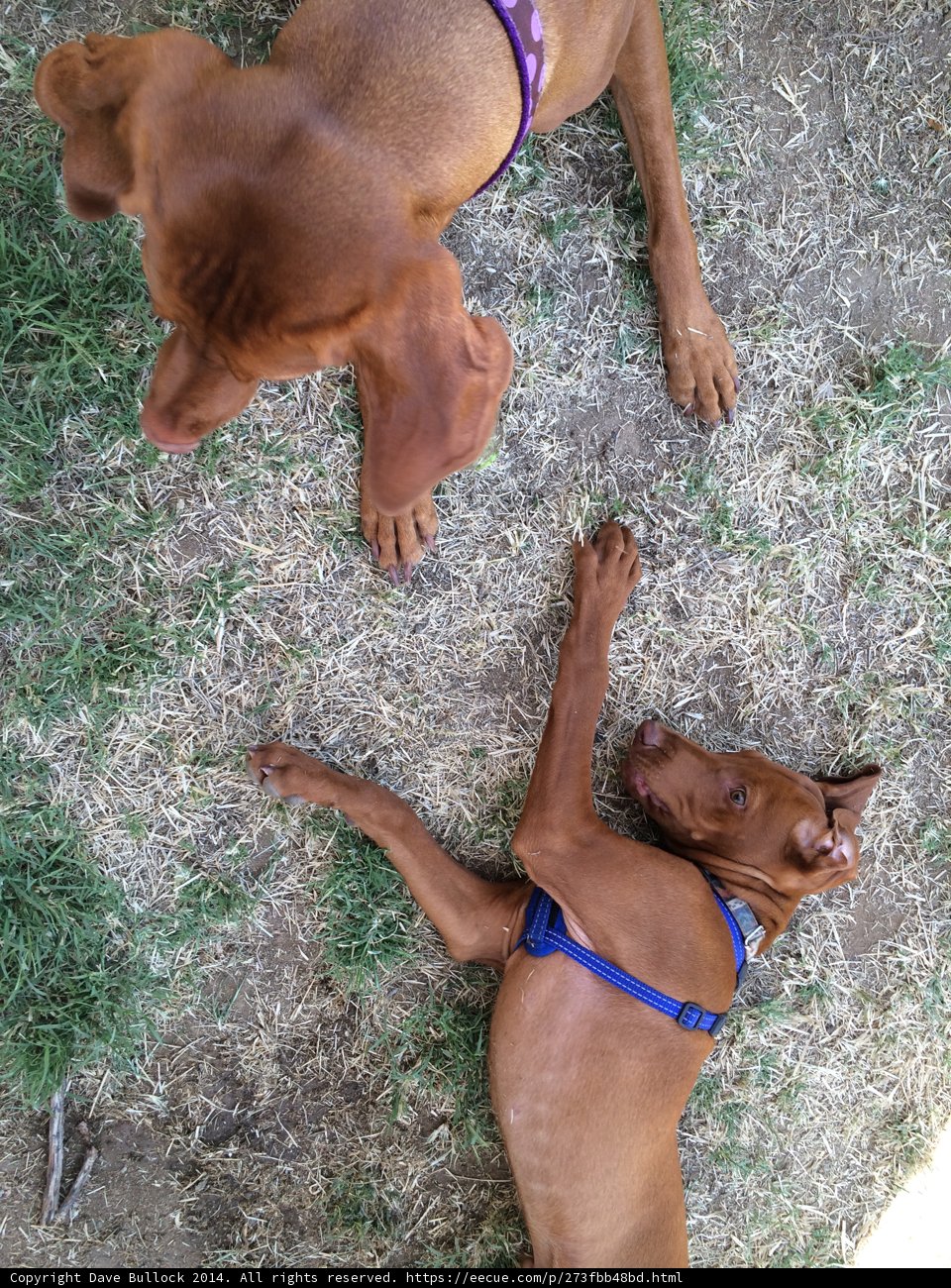 Lazy Day in the Grass