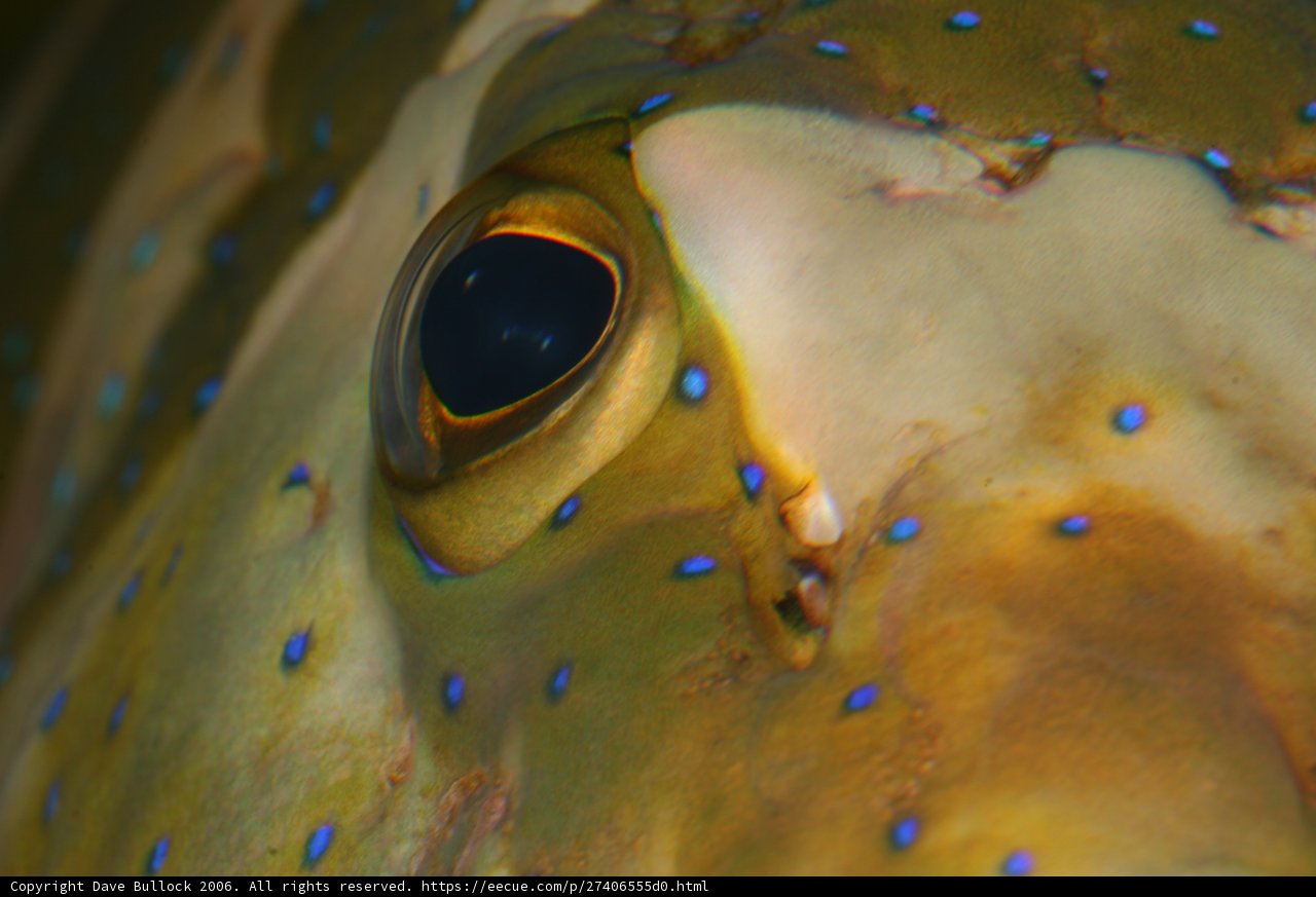 Blue-Eyed Fish
