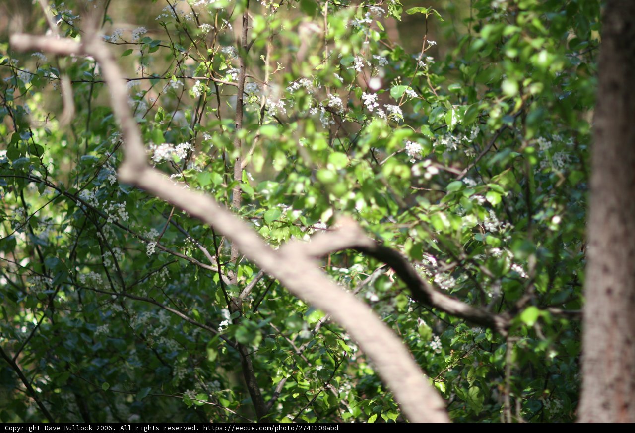 Woodland Watcher