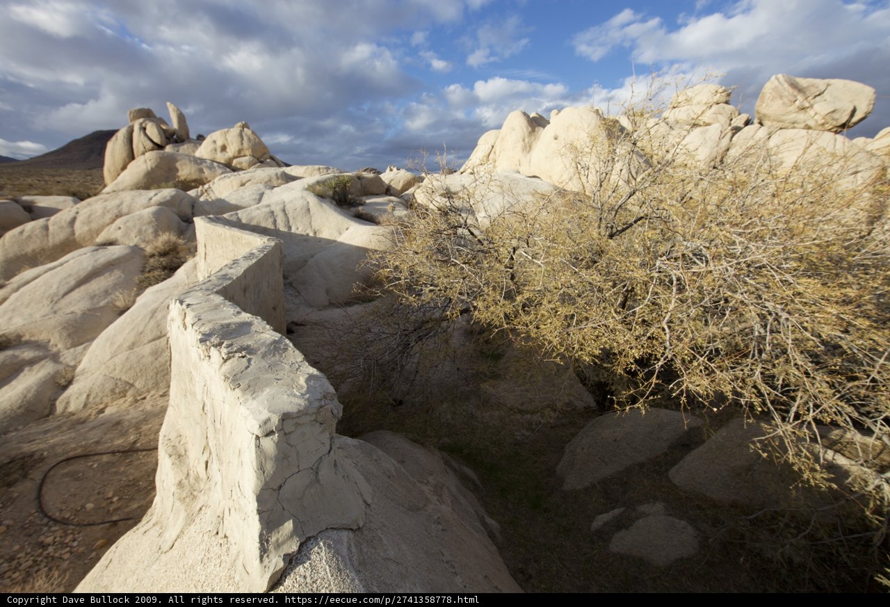Resilience of Life in the Desert