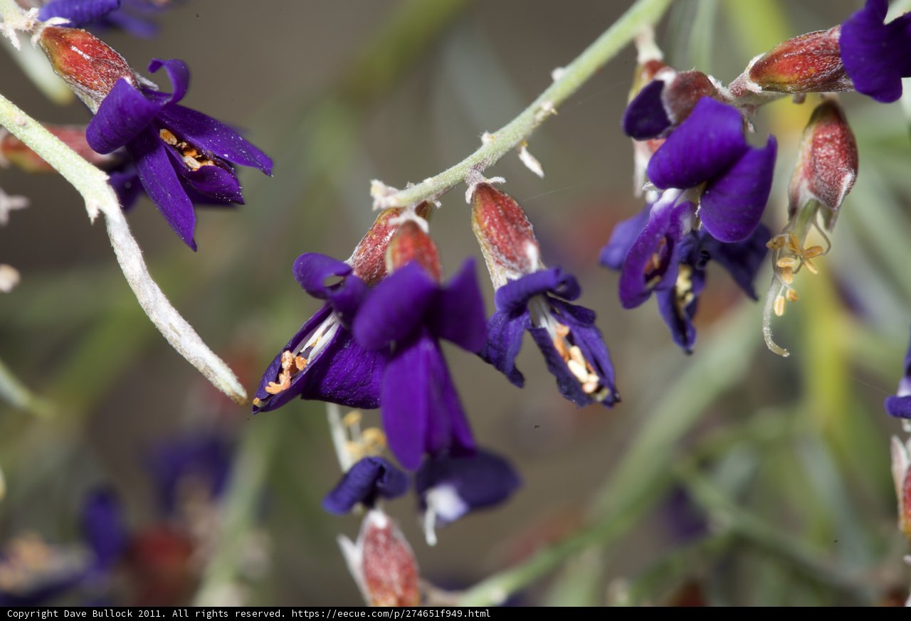 Purple Blooms in Anza
