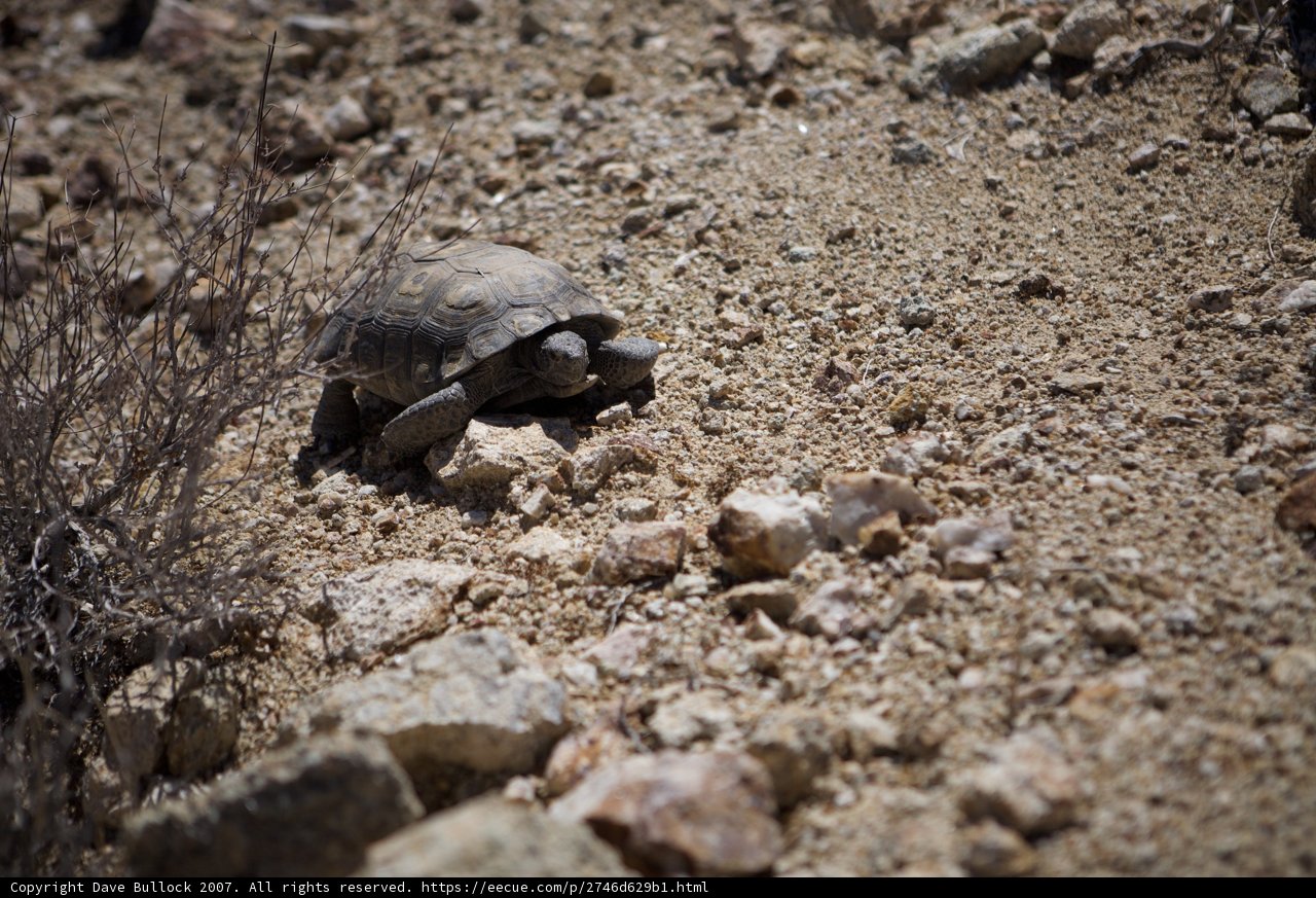 Desert Turtle Trek
