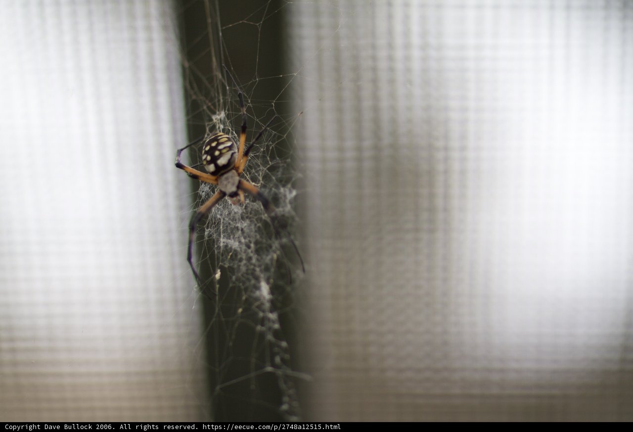 Garden Spider on its Web
