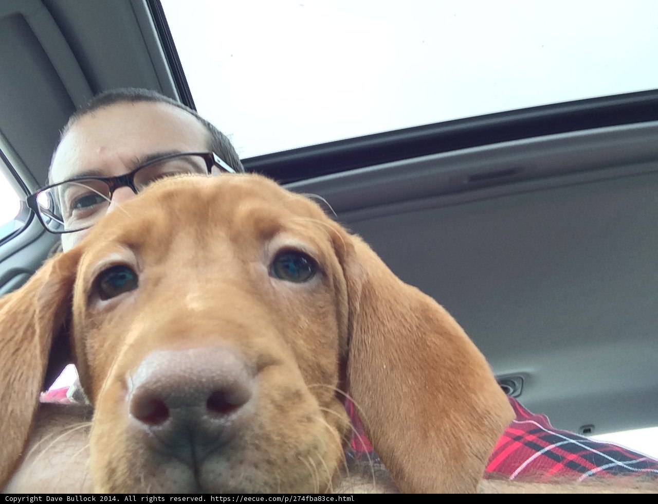 Furry Passengers