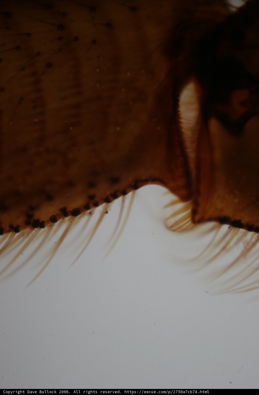 Up Close with an Aquatic Flea