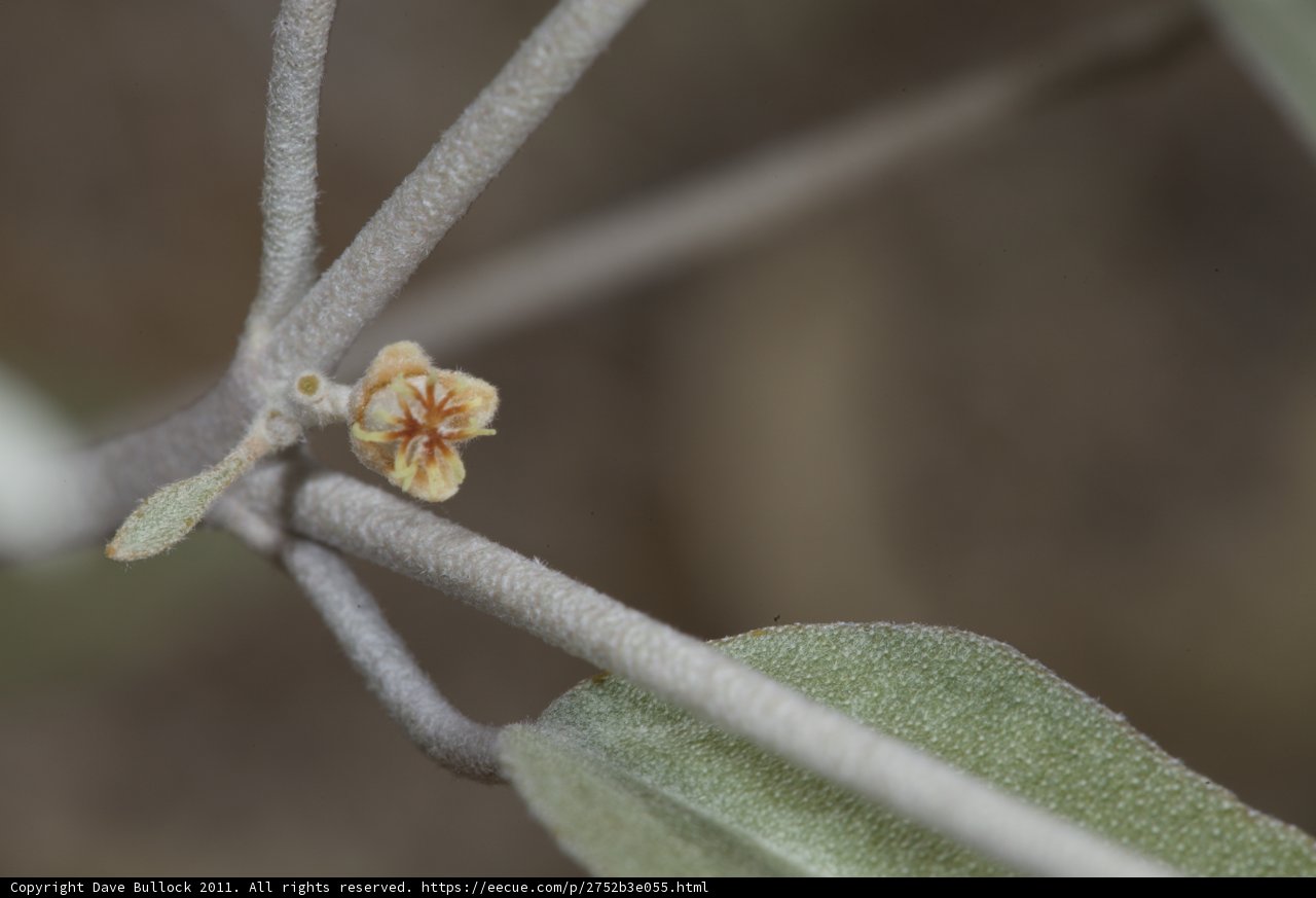 Beauty in the Details