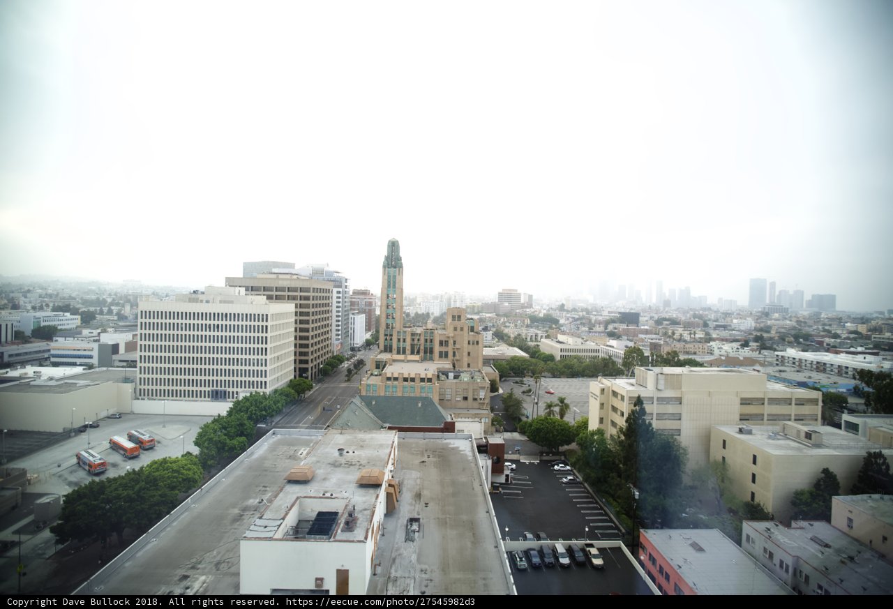 The Urban Jungle
