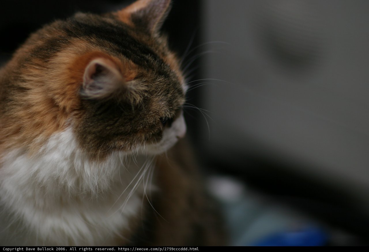 Curious Cat