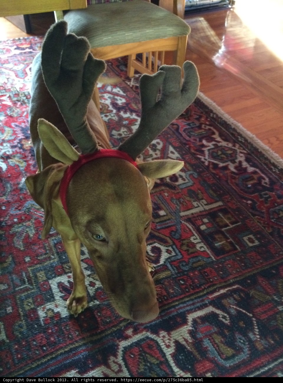 Reindeer Pup Takes Over Christmas Decor