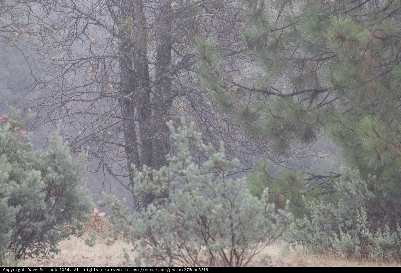 Misty Morning in the Grove