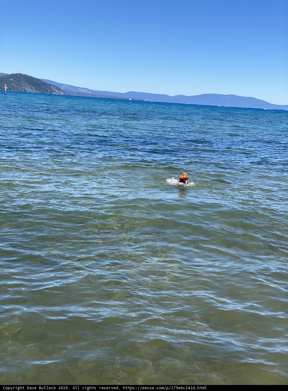 A Dog's Day by the Sea