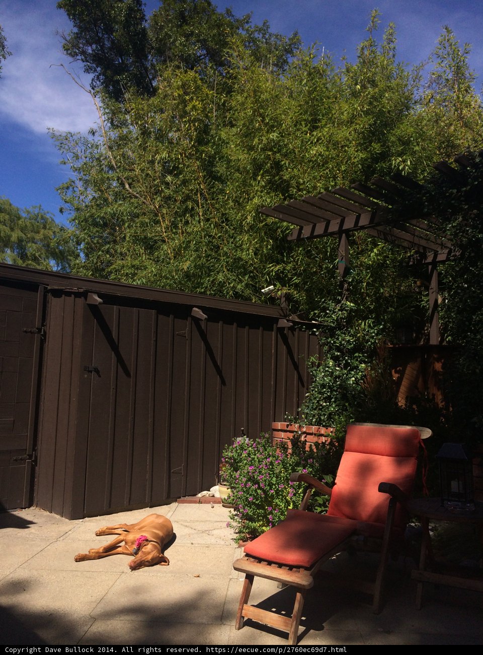 Serene Dog in Backyard Patio