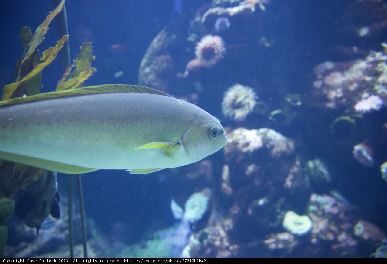 Mermaid's Vision: An Ethereal Journey Underwater.