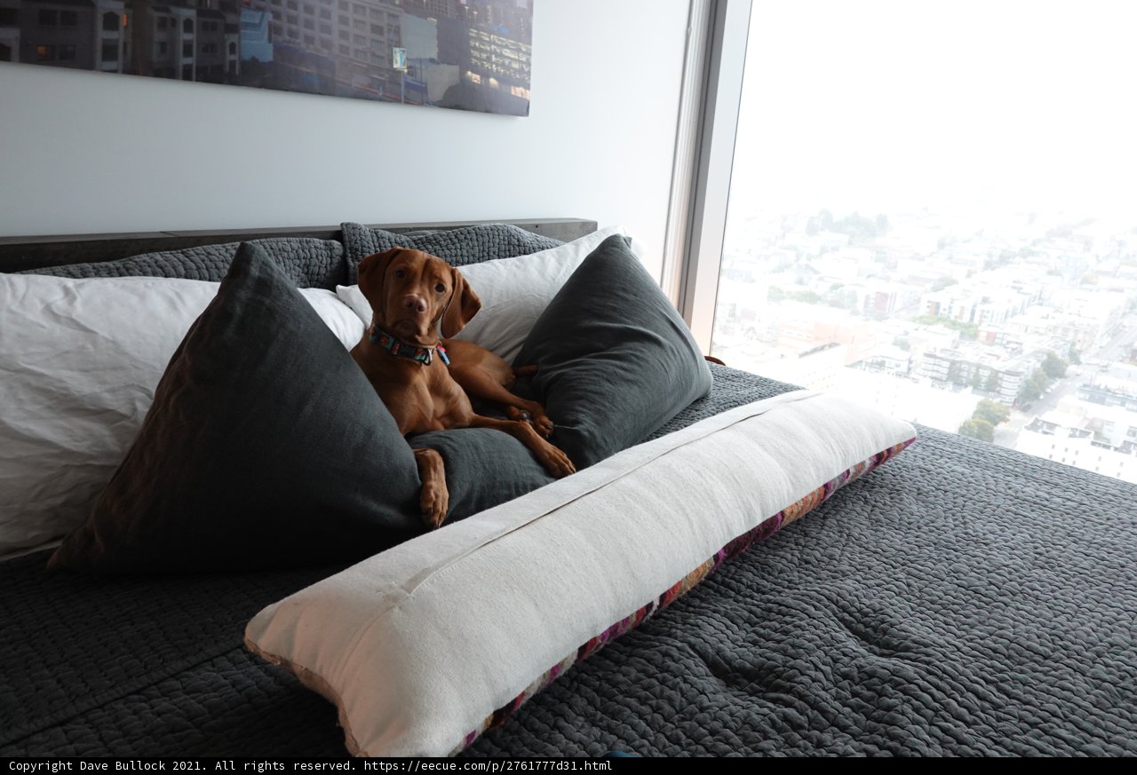Cozy Canine Bedtime