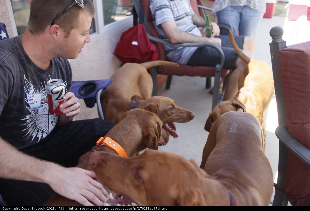 Man and Vizsla enjoy comfortable couch time