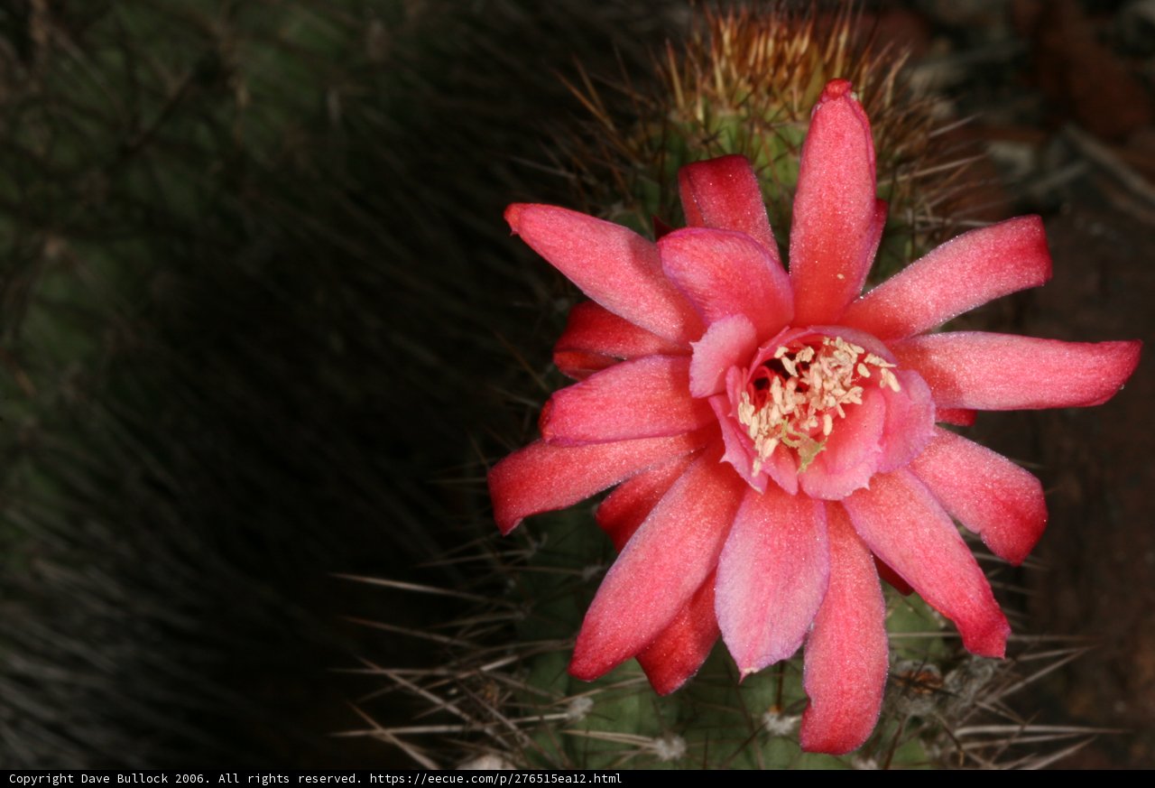 Pink Petals on a Prickly Cactus