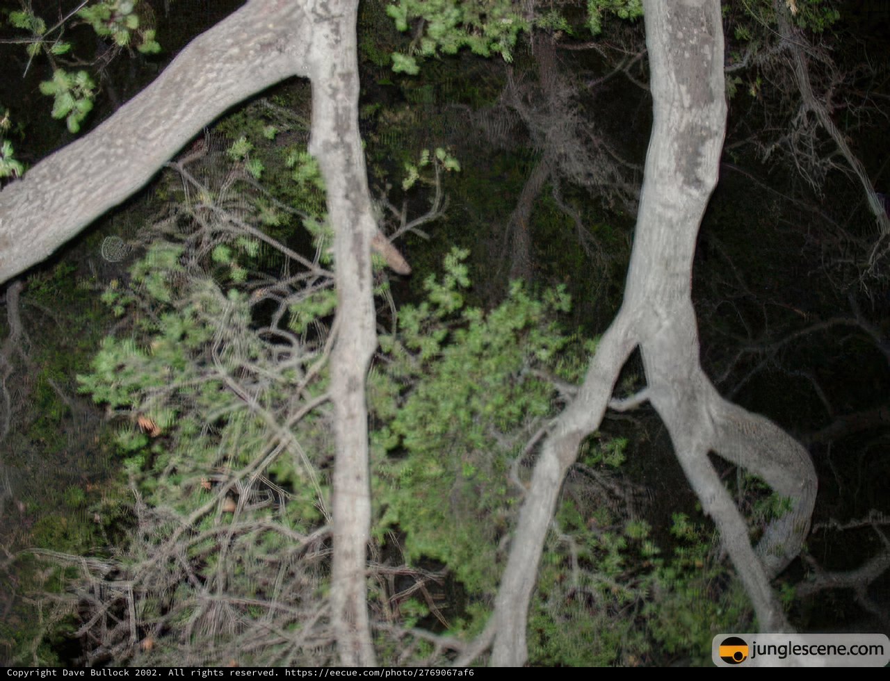 Nighttime foliage of a Sycamore tree