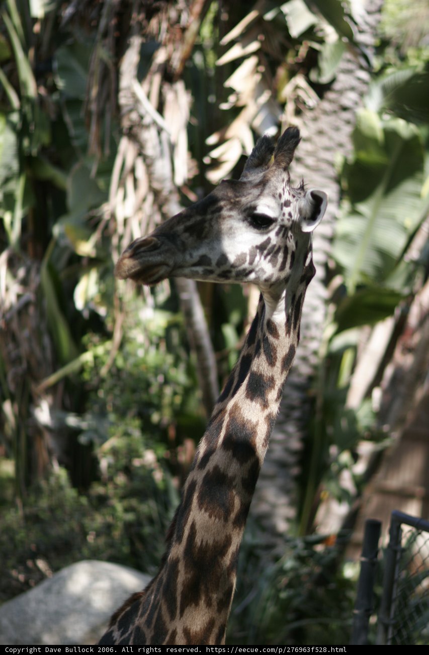 Majestic Giraffe in the Wild