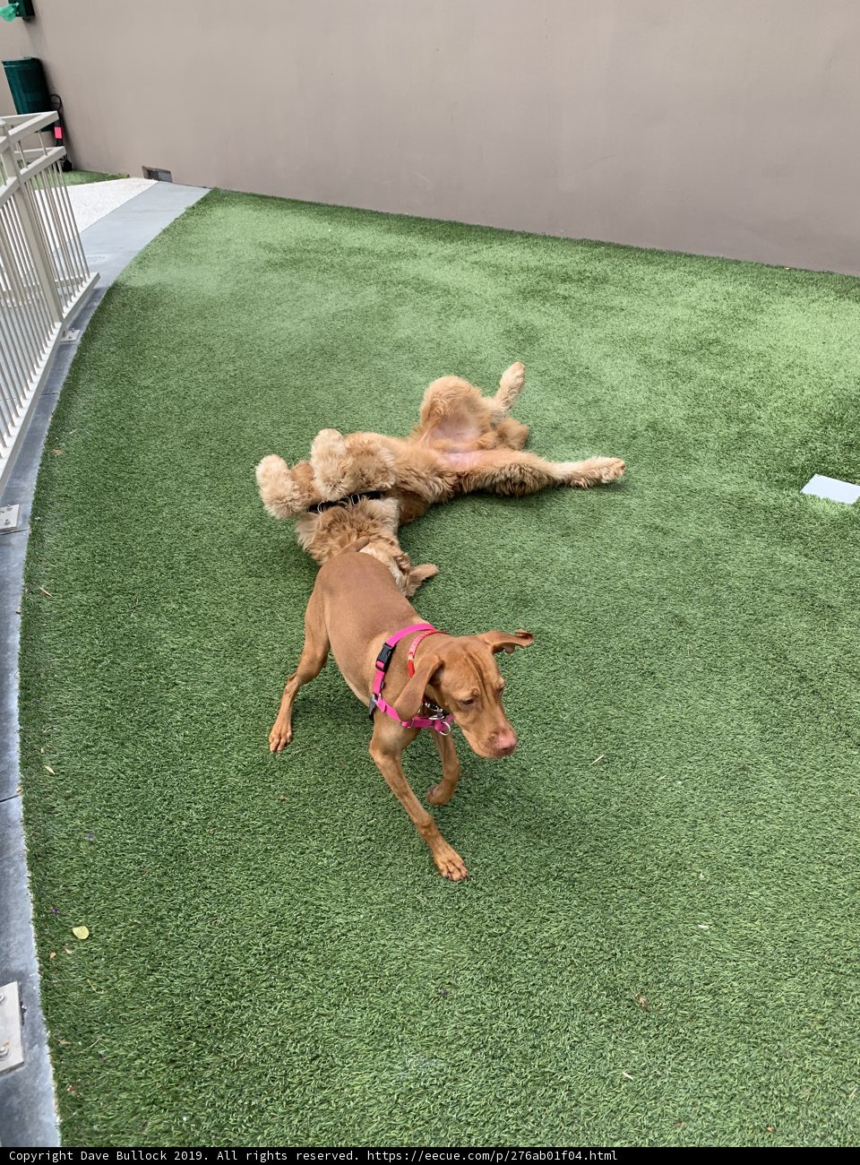Playtime in the Yard