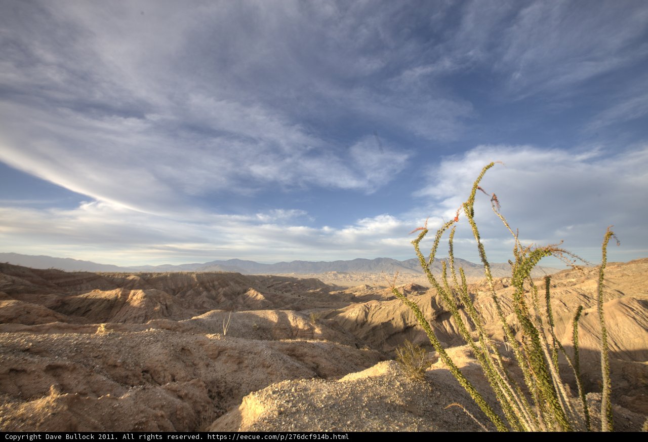 Solitary Plant in the Desert