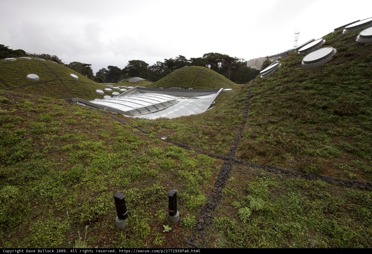 The Greenest Roof