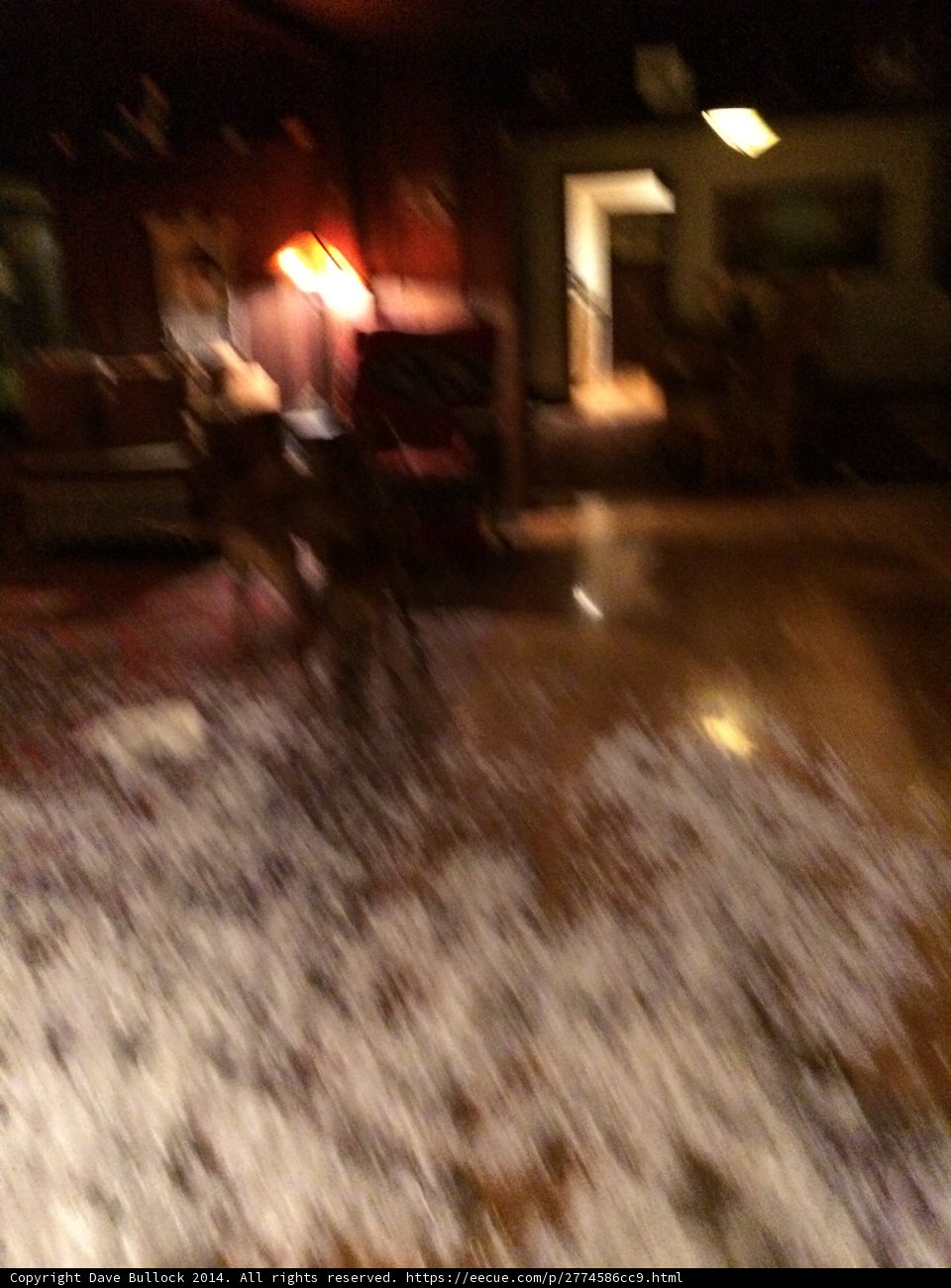 Furry friend enjoys indoor nature walk during hail storm