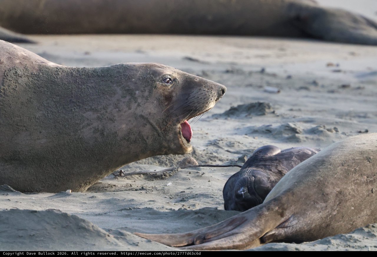 Elephant Seal Vocalizing on Sandy Beach at Drakes Beach