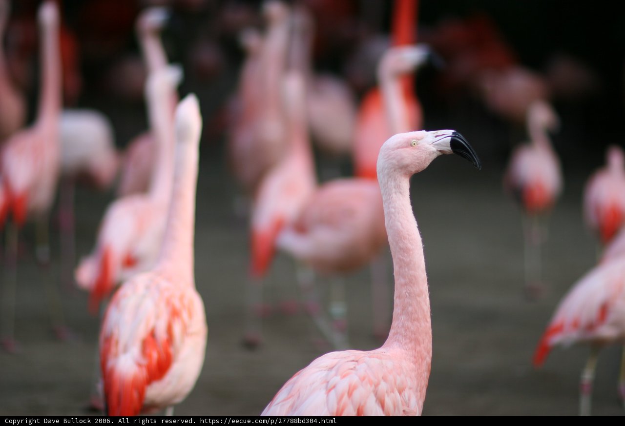Flock of Flamingos