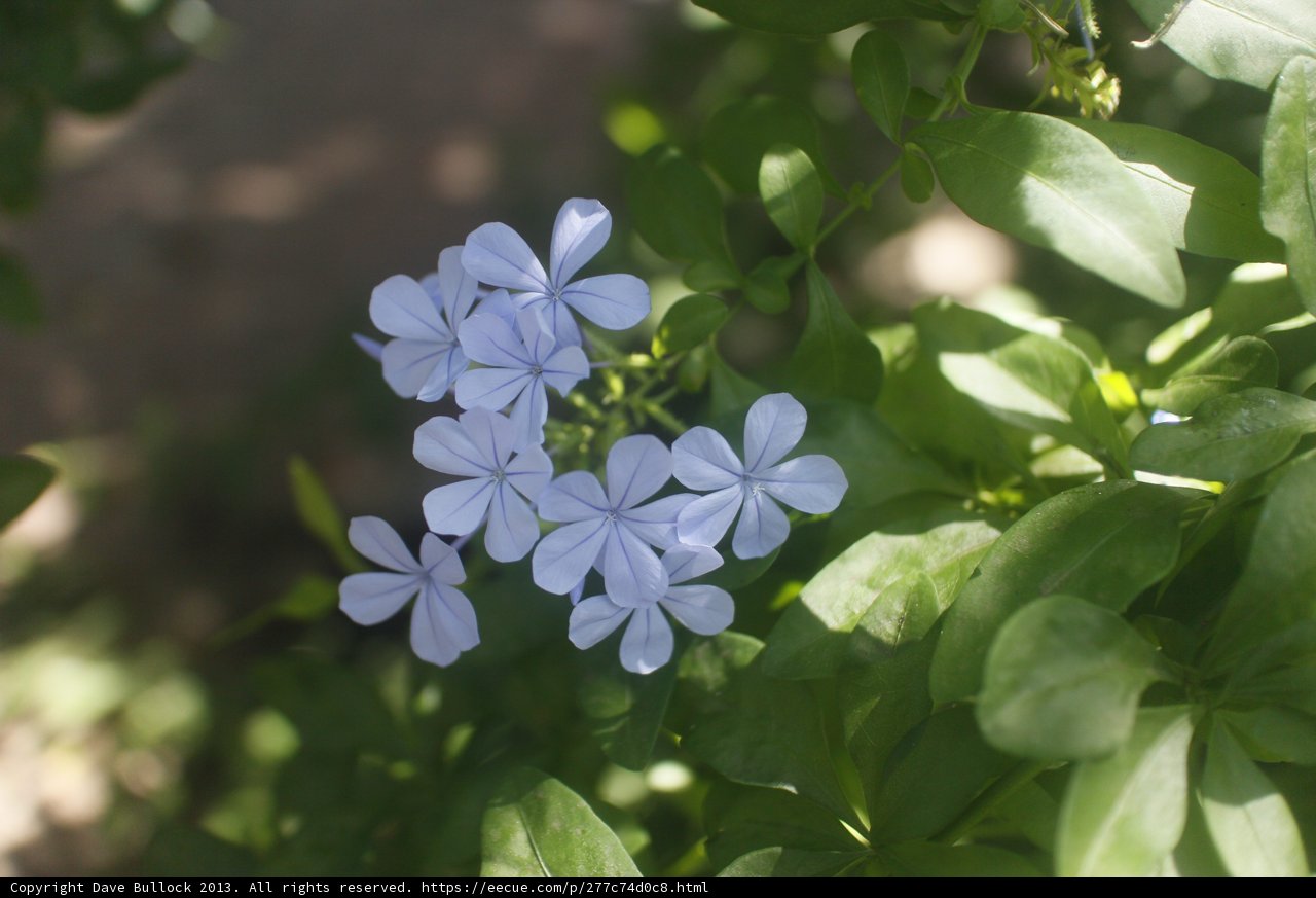 Blue Geranium in the Sun