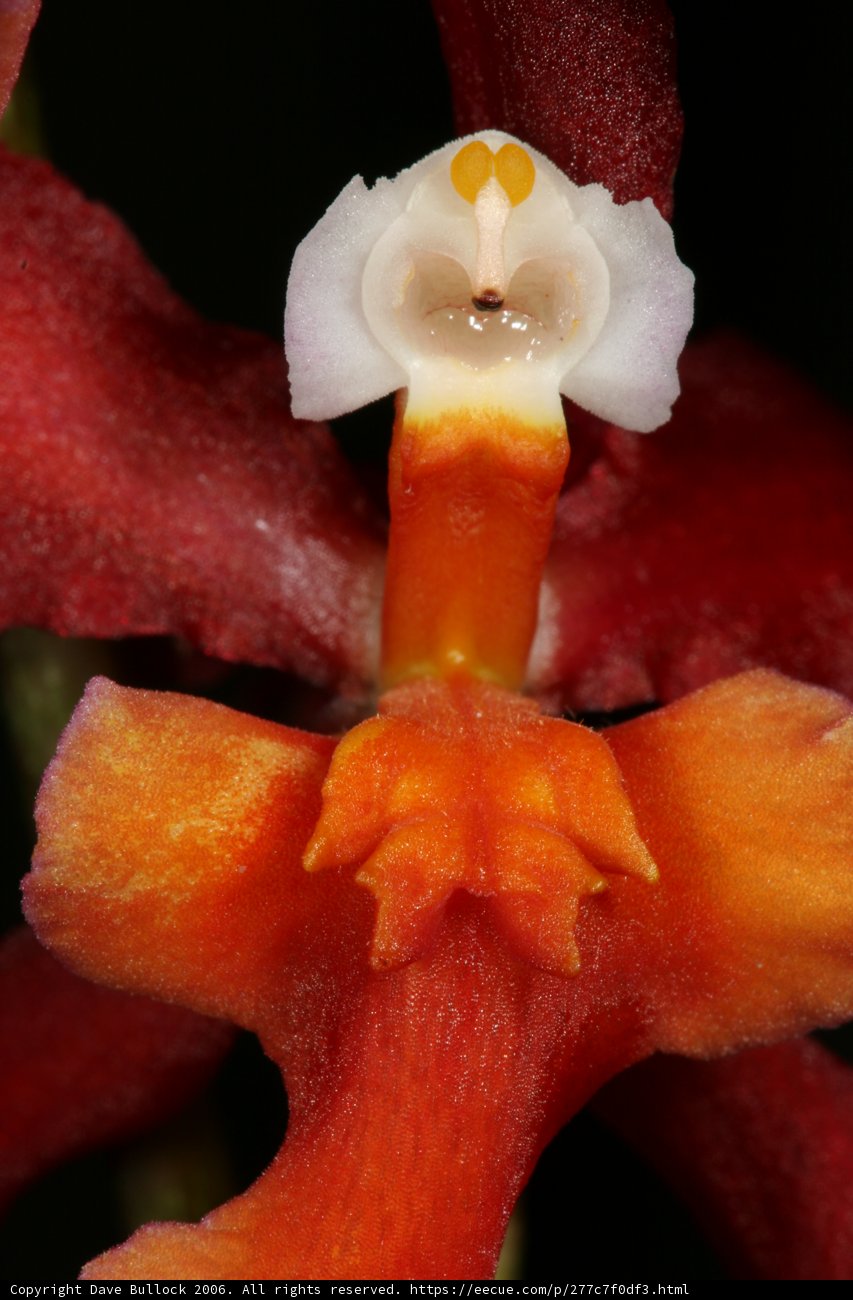 The Smiling Orchid