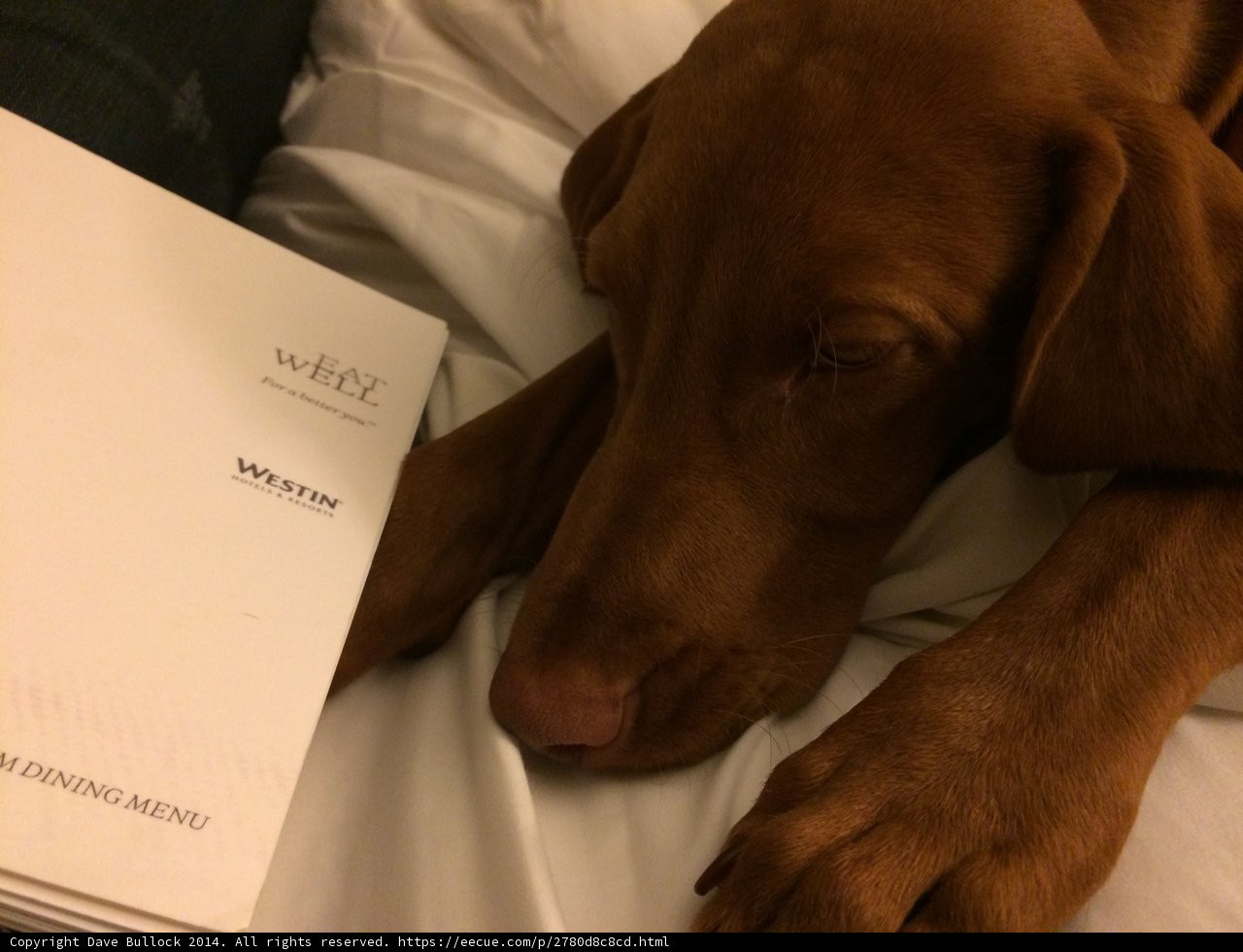 Furry Reader