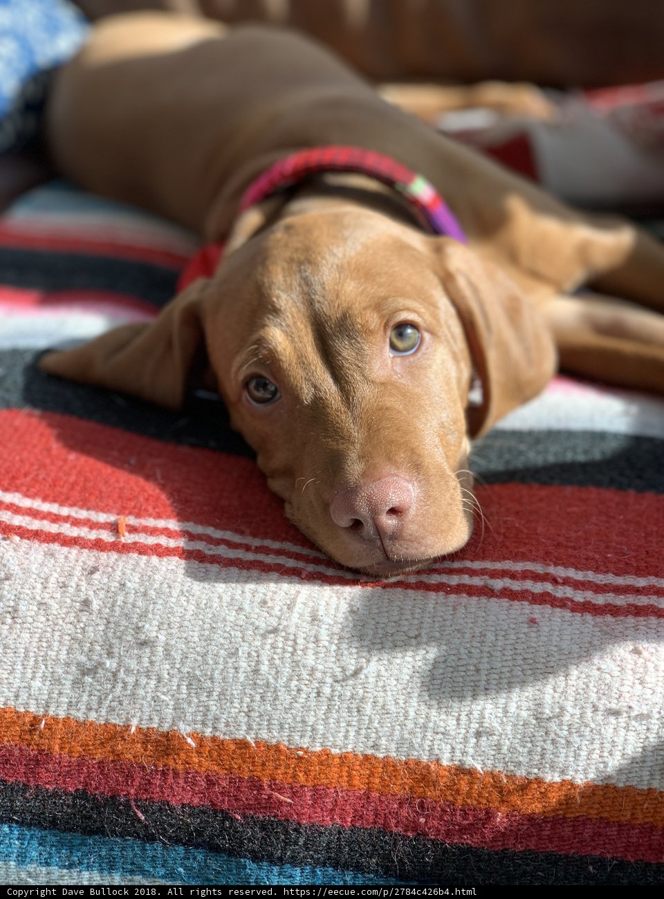 Cozy Companion