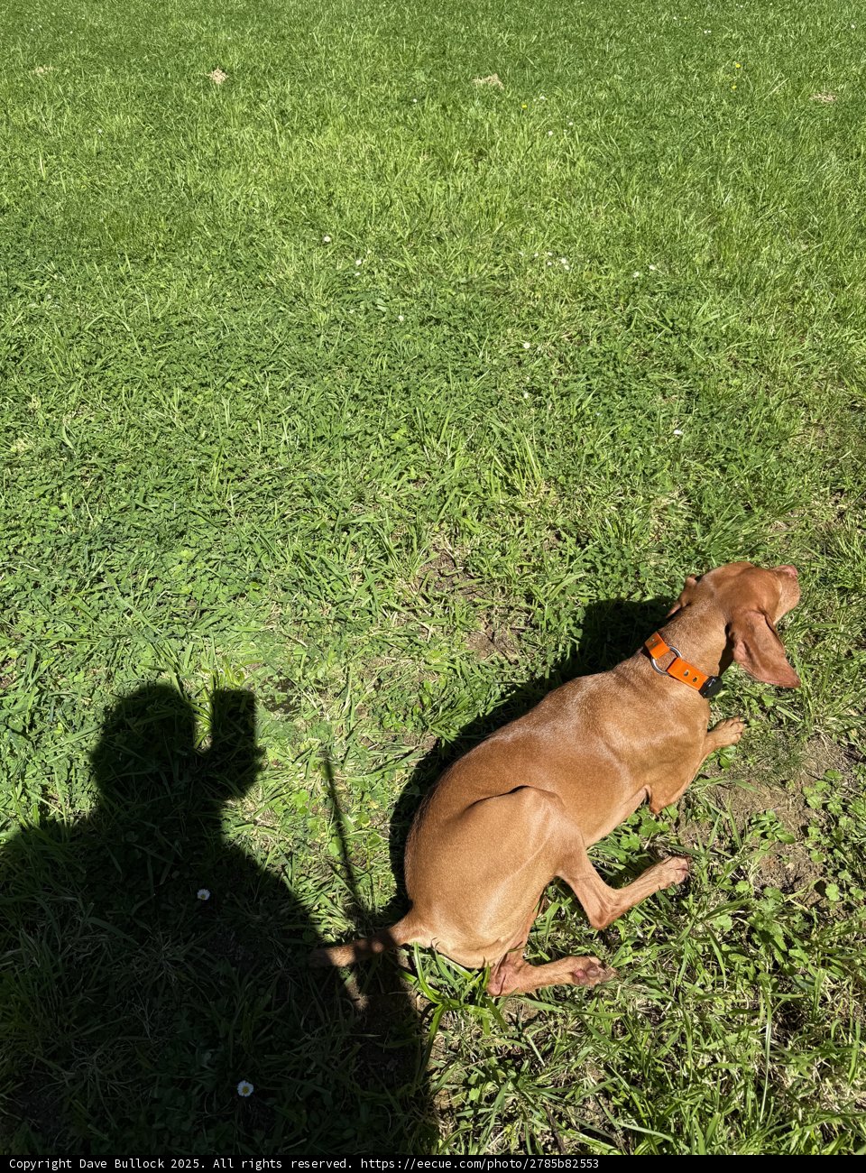 A Day in the Green