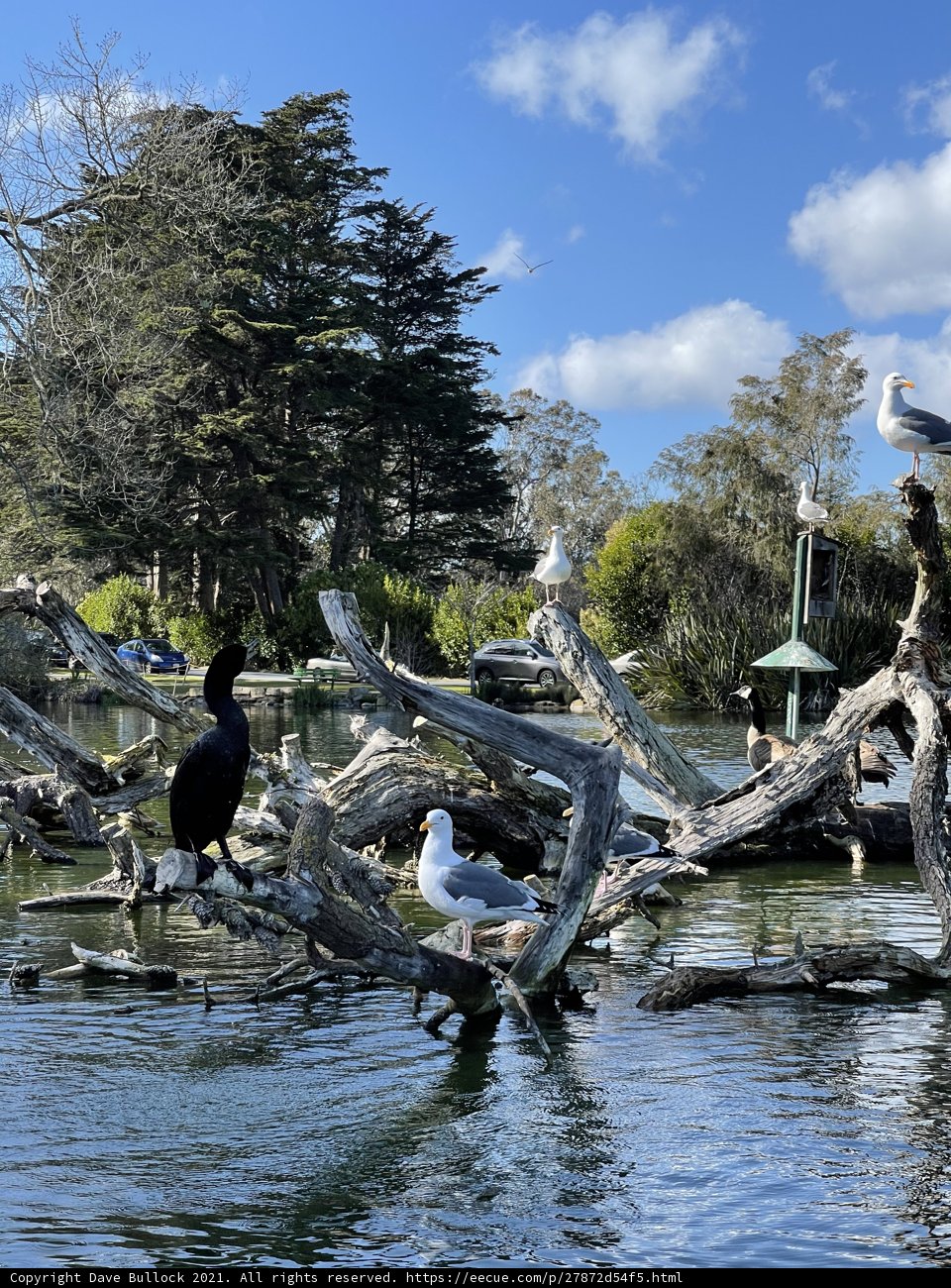 Avian Gathering in Stow Lake
