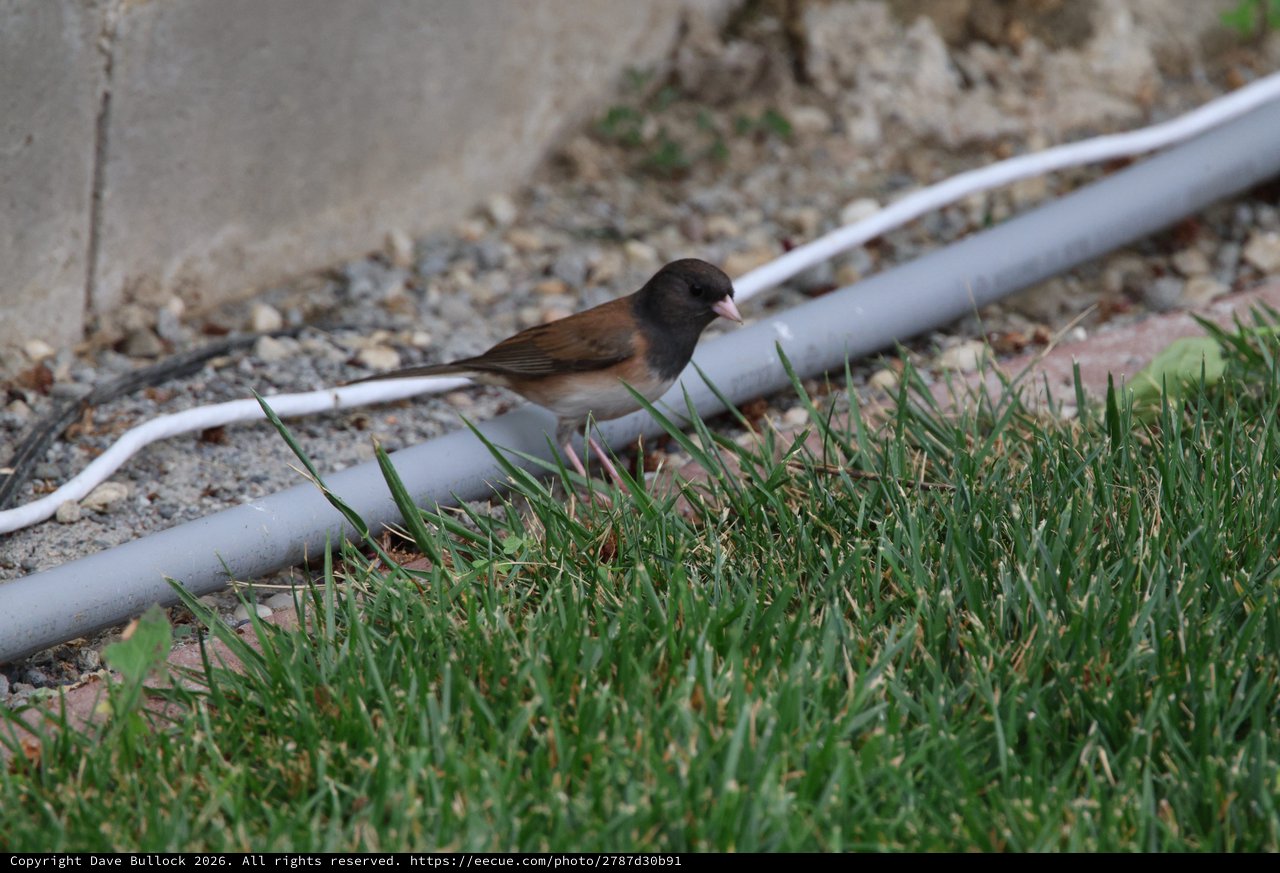 Dark-Eyed Junco Foraging on Suburban Lawn Edge