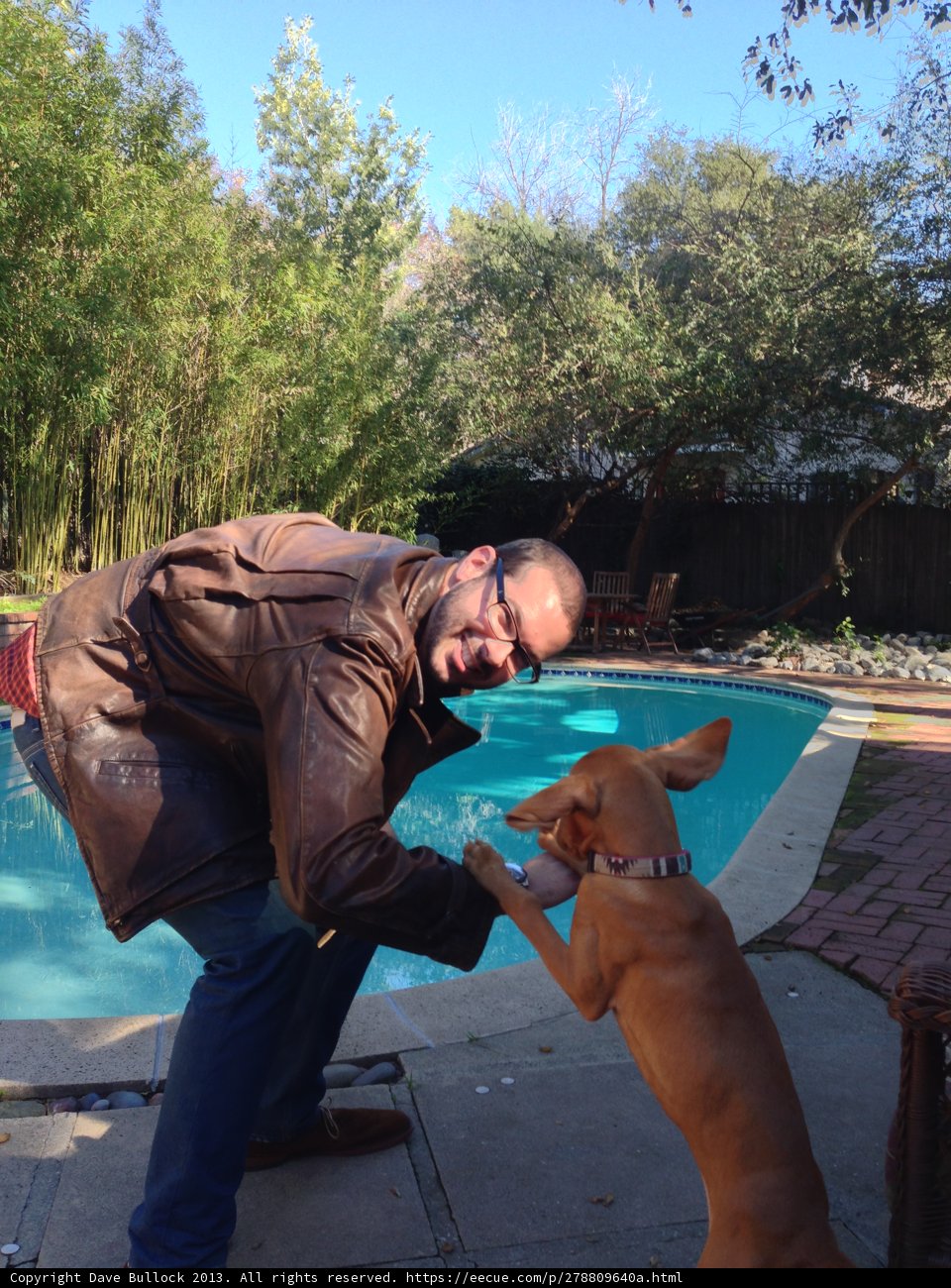 Man and Dog Playing in Pool on a Sunny Californian Day