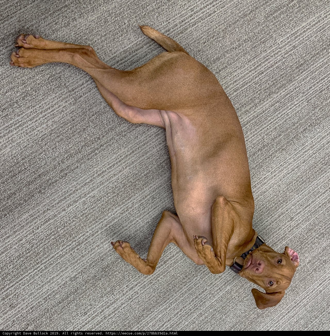 Lazy Vizsla