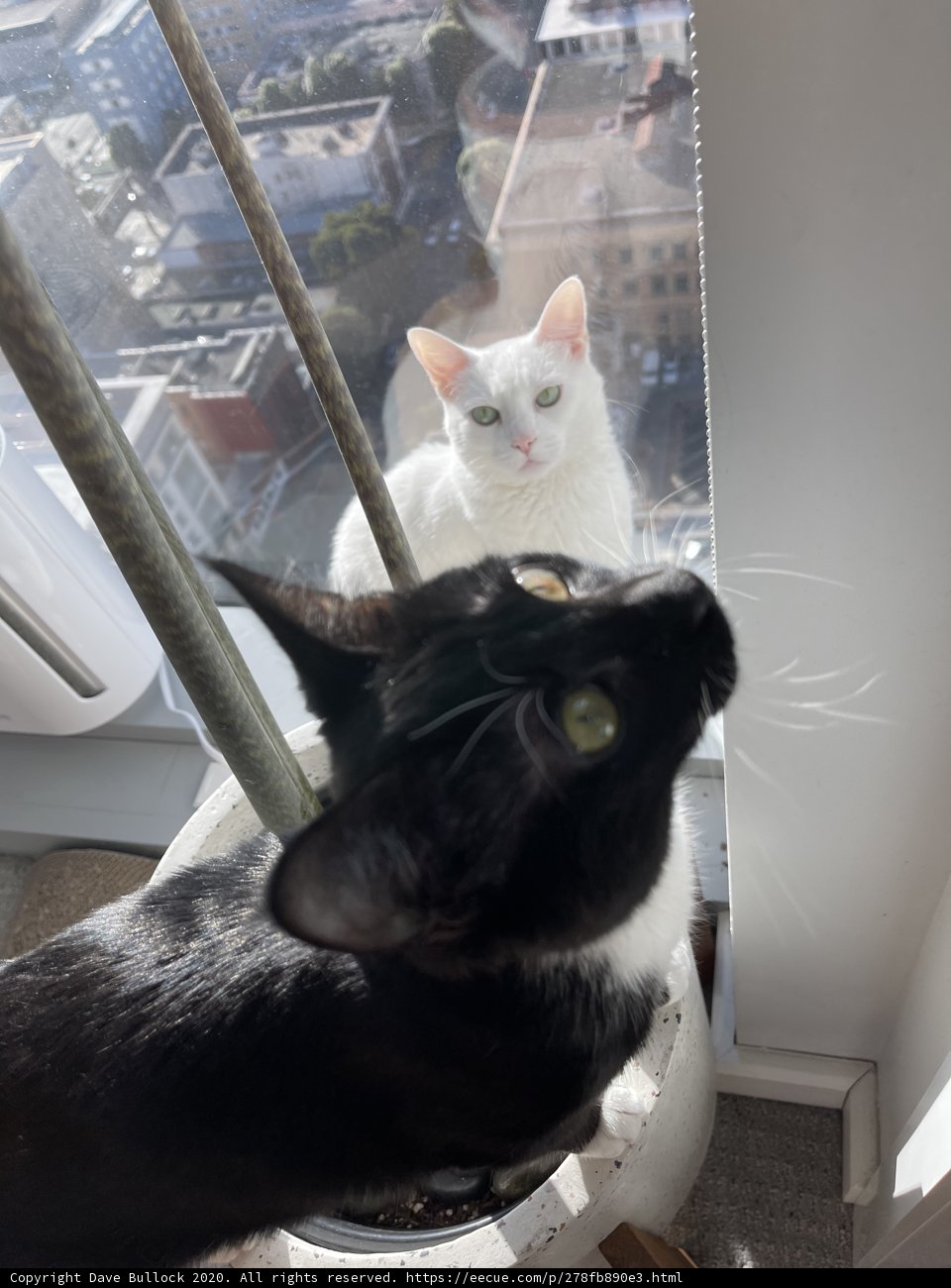 Window Watchers