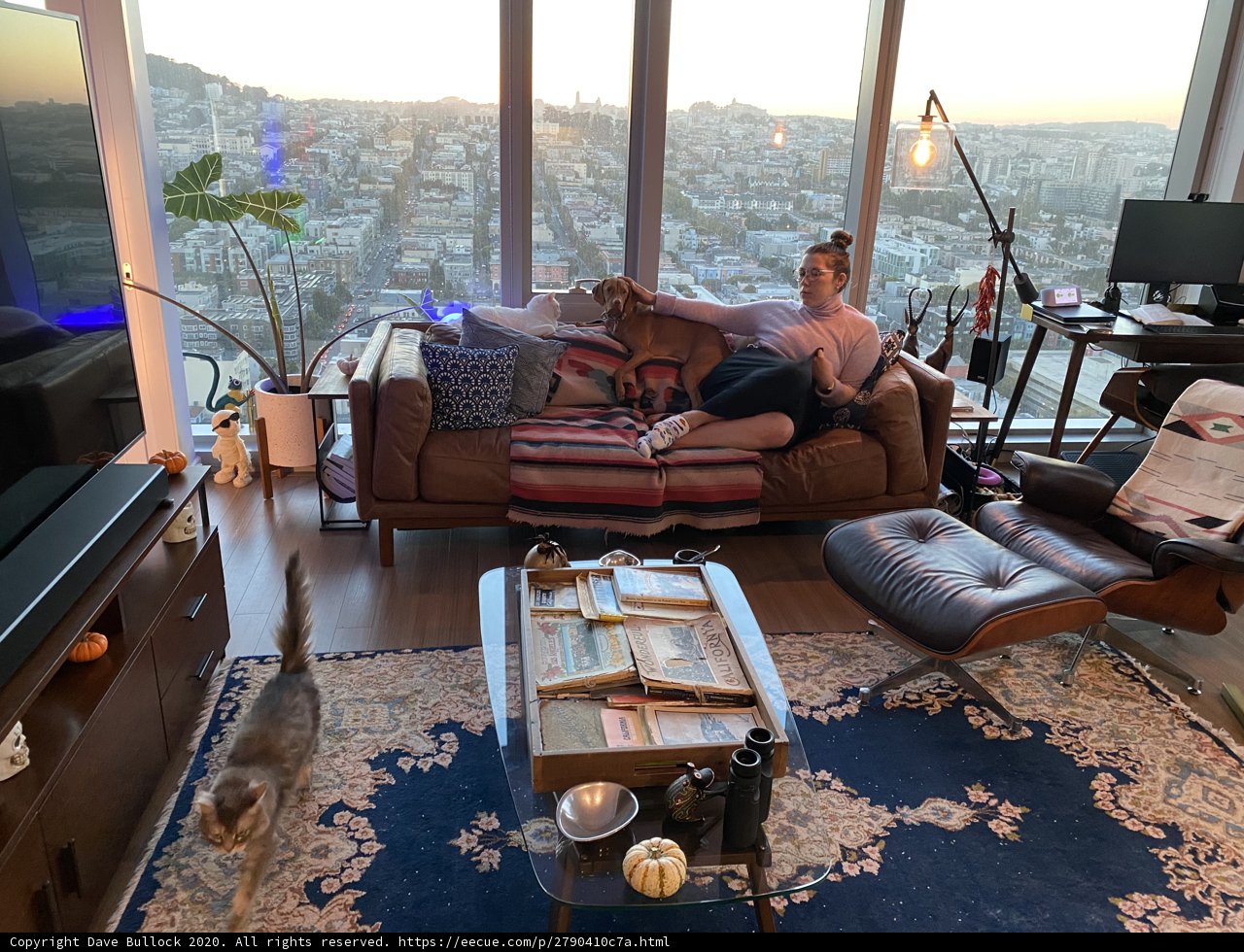 Cozy Afternoon with Feline Companion