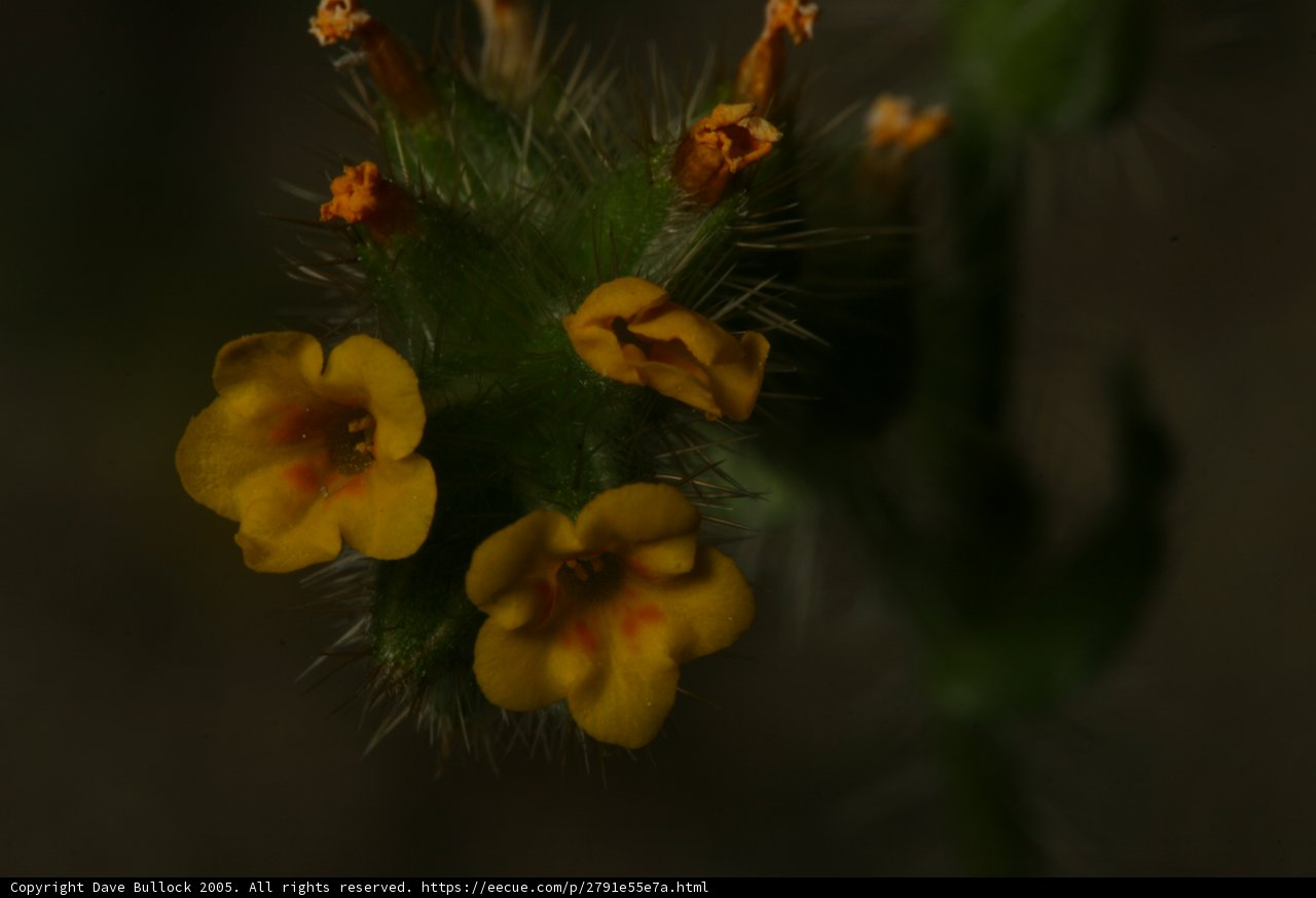 Yellow Geranium Flower in Close-up