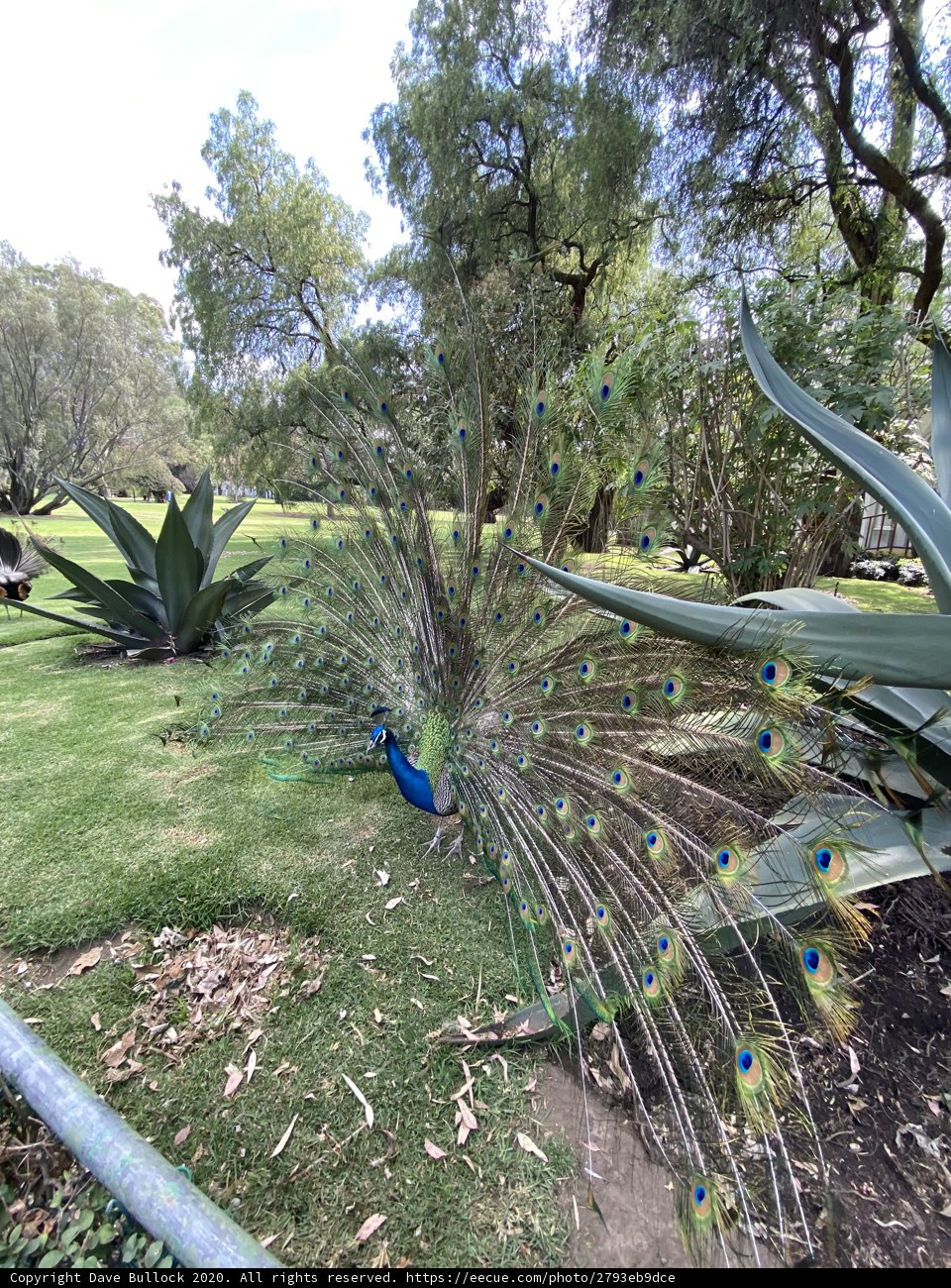Majestic Peacock in Xochimilco Park
