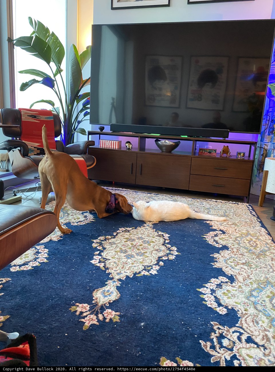 Blue Rug in the Living Room
