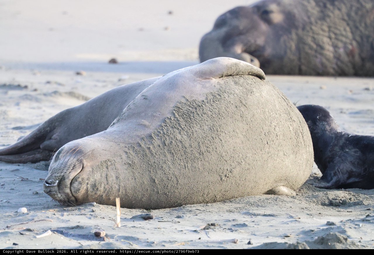 Elephant Seal Resting on Drakes Beach Sand