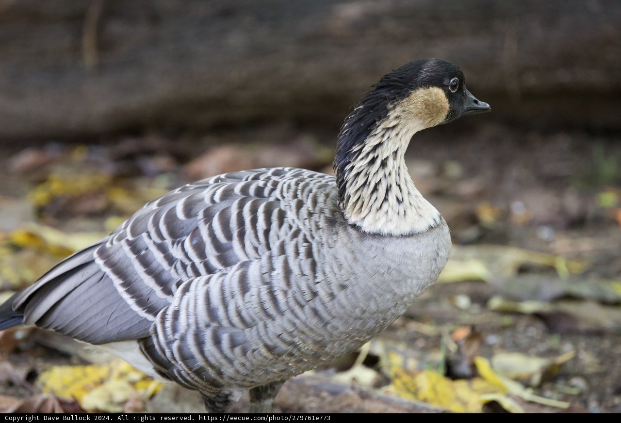 Serene Stance: A Goose at Honolulu Zoo