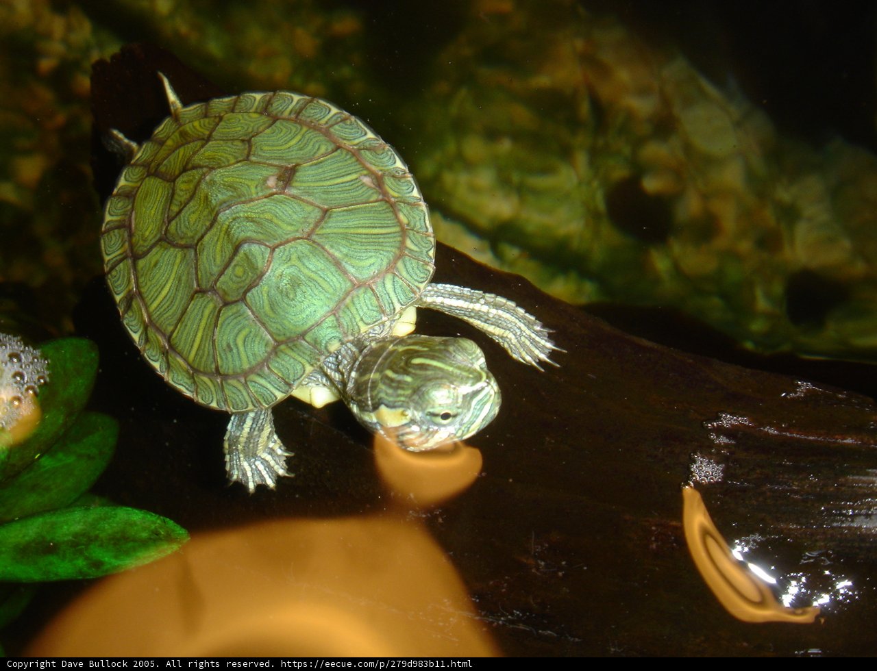 Green and Black Box Turtle